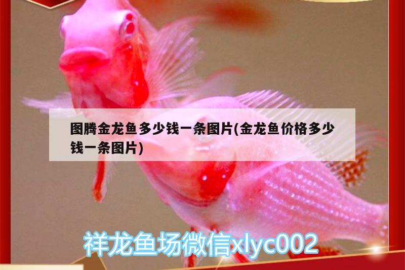 圖騰金龍魚多少錢一條圖片(金龍魚價(jià)格多少錢一條圖片) 圖騰金龍魚