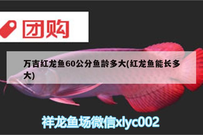 萬吉紅龍魚60公分魚齡多大(紅龍魚能長多大) 藍(lán)底過背金龍魚