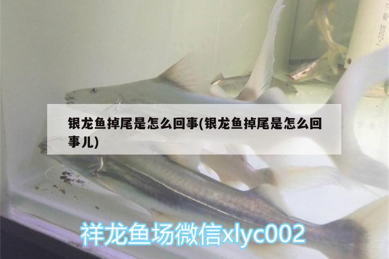 銀龍魚掉尾是怎么回事(銀龍魚掉尾是怎么回事兒) 銀龍魚百科 第2張