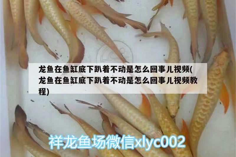 龍魚在魚缸底下趴著不動(dòng)是怎么回事兒視頻(龍魚在魚缸底下趴著不動(dòng)是怎么回事兒視頻教程) 黃金河虎魚 第2張