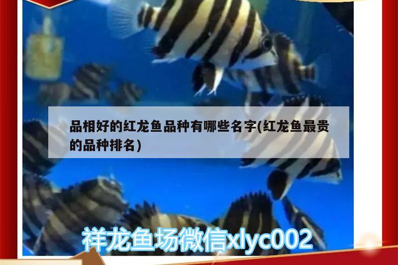 品相好的紅龍魚品種有哪些名字(紅龍魚最貴的品種排名)