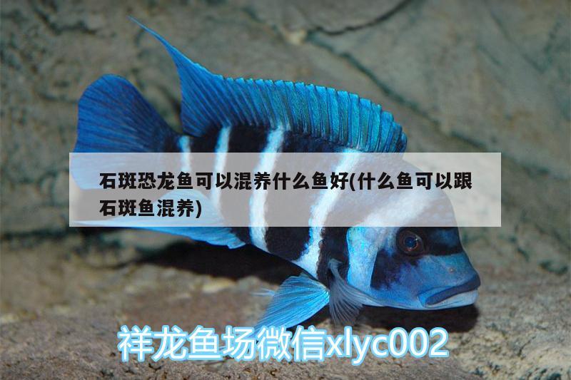 石斑恐龍魚可以混養(yǎng)什么魚好(什么魚可以跟石斑魚混養(yǎng))