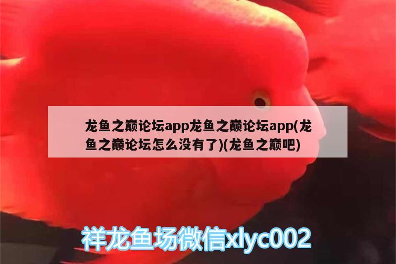 龍魚(yú)之巔論壇app龍魚(yú)之巔論壇app(龍魚(yú)之巔論壇怎么沒(méi)有了)(龍魚(yú)之巔吧)