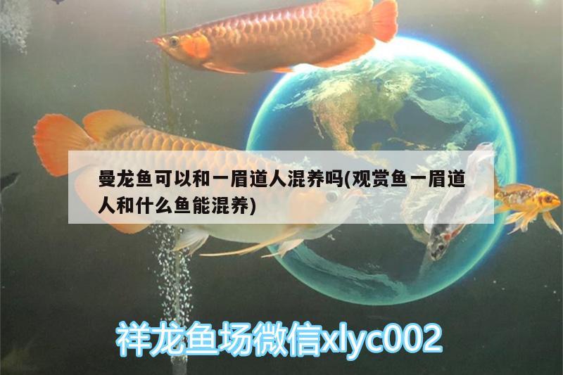 曼龍魚可以和一眉道人混養(yǎng)嗎(觀賞魚一眉道人和什么魚能混養(yǎng))