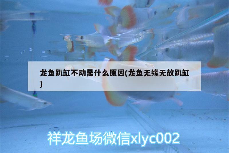 龍魚趴缸不動是什么原因(龍魚無緣無故趴缸) 虎斑恐龍魚