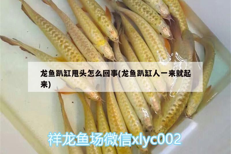 龍魚趴缸甩頭怎么回事(龍魚趴缸人一來就起來)