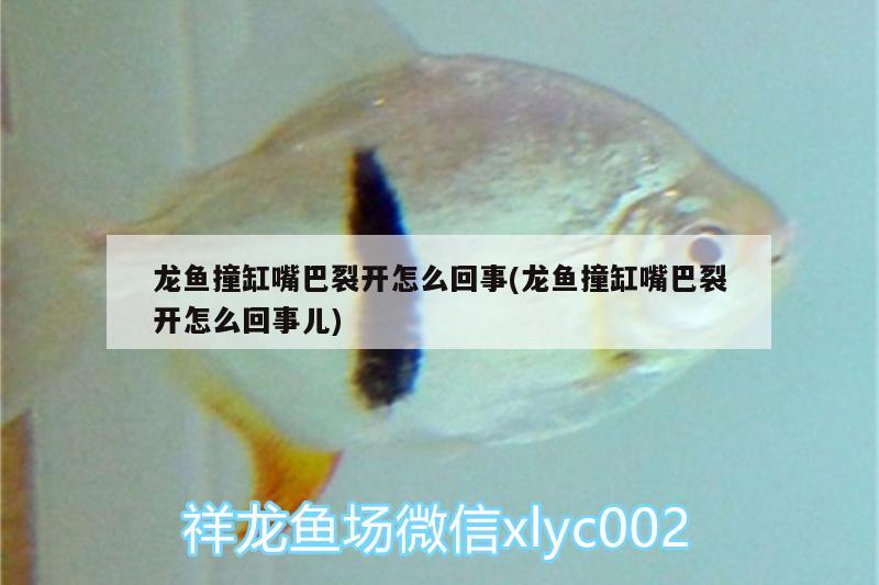 龍魚撞缸嘴巴裂開怎么回事(龍魚撞缸嘴巴裂開怎么回事兒)