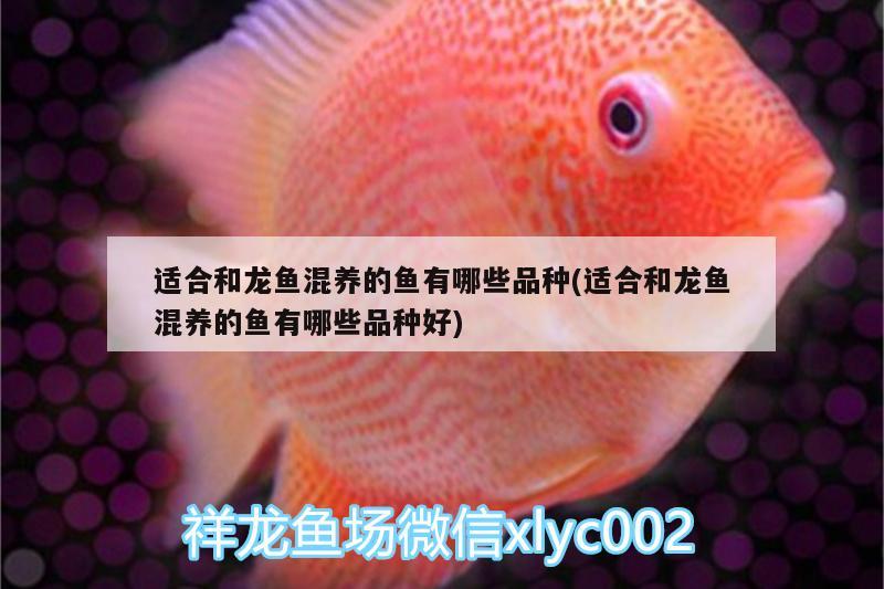 適合和龍魚(yú)混養(yǎng)的魚(yú)有哪些品種(適合和龍魚(yú)混養(yǎng)的魚(yú)有哪些品種好)