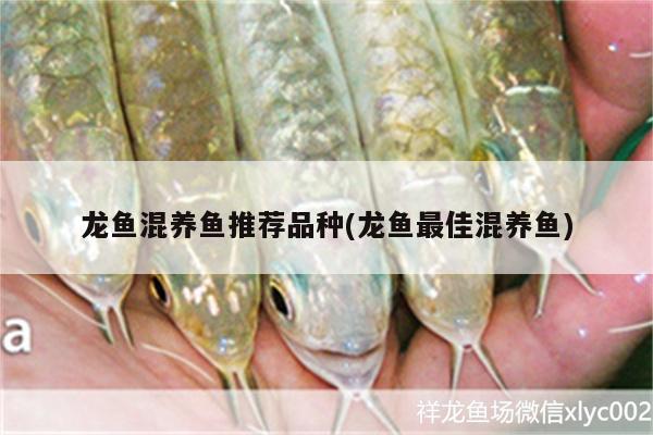 龍魚混養(yǎng)魚推薦品種(龍魚最佳混養(yǎng)魚) 女王大帆魚苗