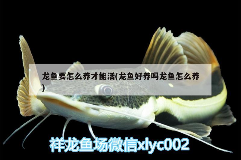 龍魚要怎么養(yǎng)才能活(龍魚好養(yǎng)嗎龍魚怎么養(yǎng))