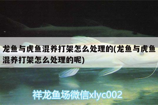 龍魚與虎魚混養(yǎng)打架怎么處理的(龍魚與虎魚混養(yǎng)打架怎么處理的呢)