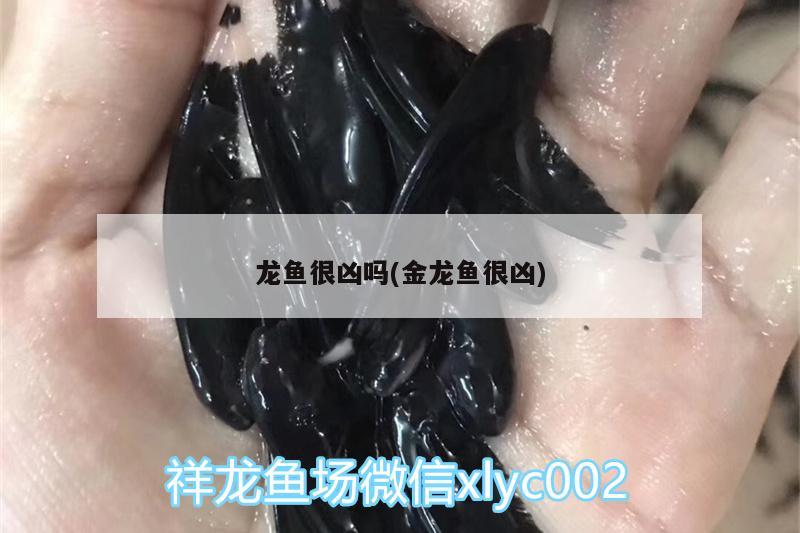 龍魚很兇嗎(金龍魚很兇) 玫瑰銀版魚