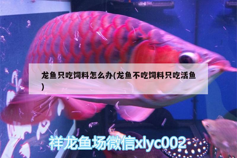 龍魚只吃飼料怎么辦(龍魚不吃飼料只吃活魚)