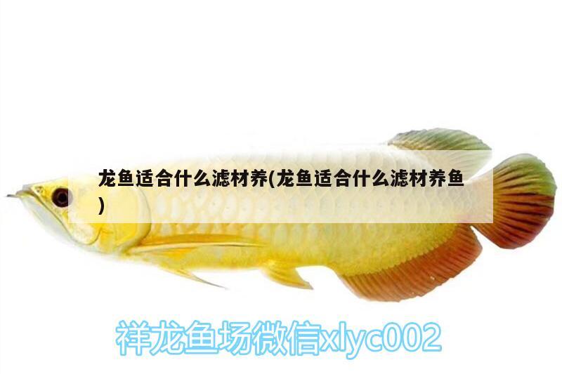 龍魚適合什么濾材養(yǎng)(龍魚適合什么濾材養(yǎng)魚) 錦鯉池魚池建設(shè)