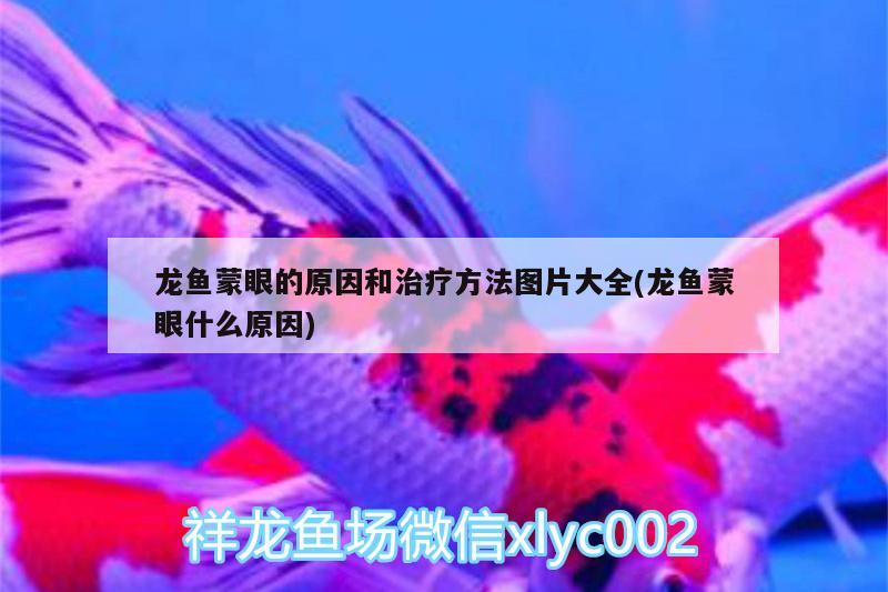 龍魚蒙眼的原因和治療方法圖片大全(龍魚蒙眼什么原因)