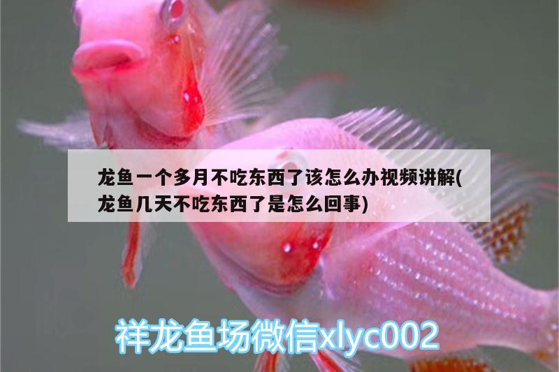 龍魚(yú)一個(gè)多月不吃東西了該怎么辦視頻講解(龍魚(yú)幾天不吃東西了是怎么回事)