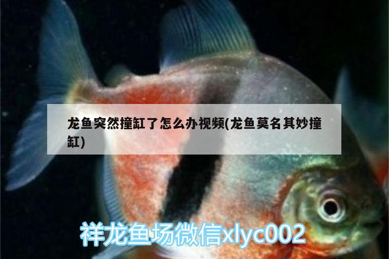 龍魚突然撞缸了怎么辦視頻(龍魚莫名其妙撞缸) 魚缸水泵