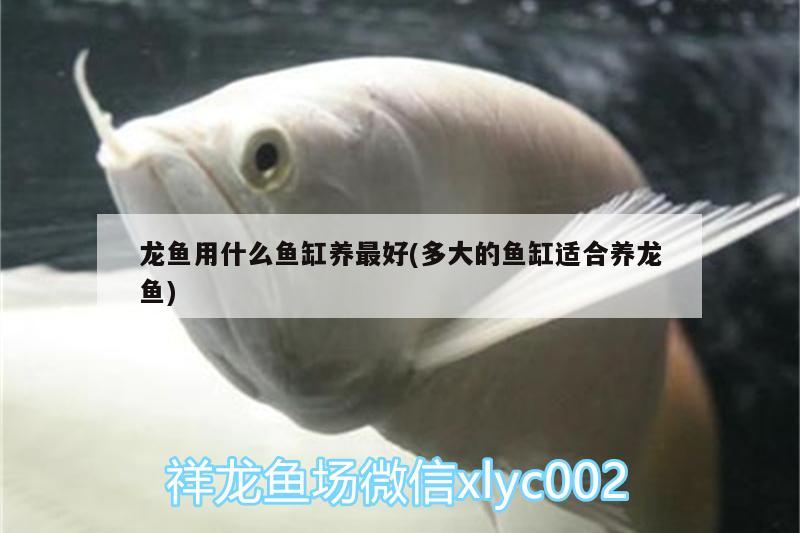 龍魚(yú)用什么魚(yú)缸養(yǎng)最好(多大的魚(yú)缸適合養(yǎng)龍魚(yú))