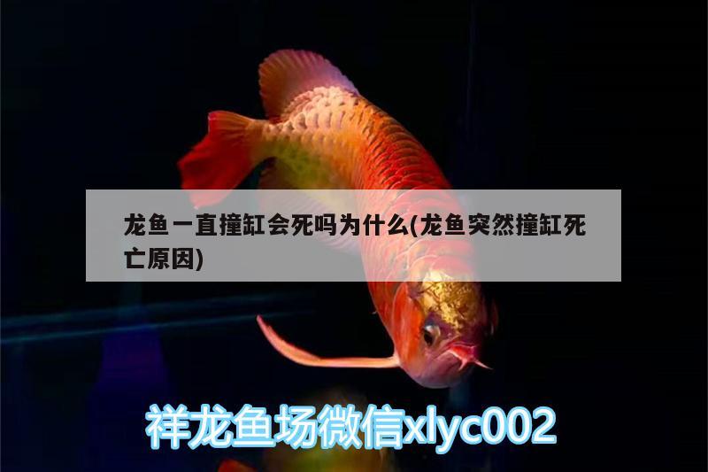 龍魚一直撞缸會死嗎為什么(龍魚突然撞缸死亡原因) 巴西亞魚