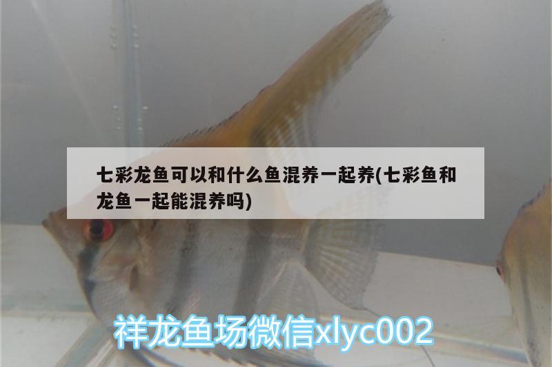 七彩龍魚(yú)可以和什么魚(yú)混養(yǎng)一起養(yǎng)(七彩魚(yú)和龍魚(yú)一起能混養(yǎng)嗎)