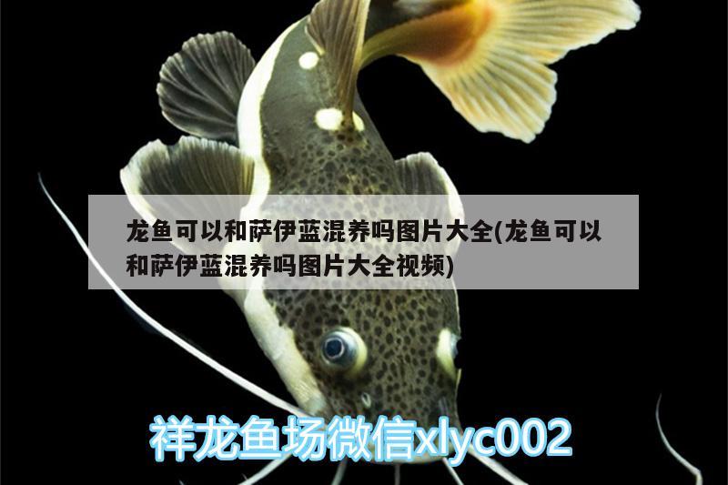 龍魚可以和薩伊藍(lán)混養(yǎng)嗎圖片大全(龍魚可以和薩伊藍(lán)混養(yǎng)嗎圖片大全視頻) 薩伊藍(lán)魚