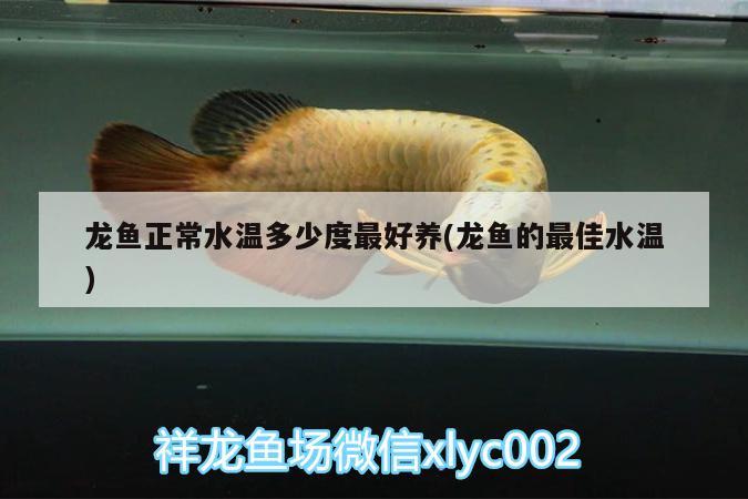 龍魚正常水溫多少度最好養(yǎng)(龍魚的最佳水溫) 三間鼠魚 第3張