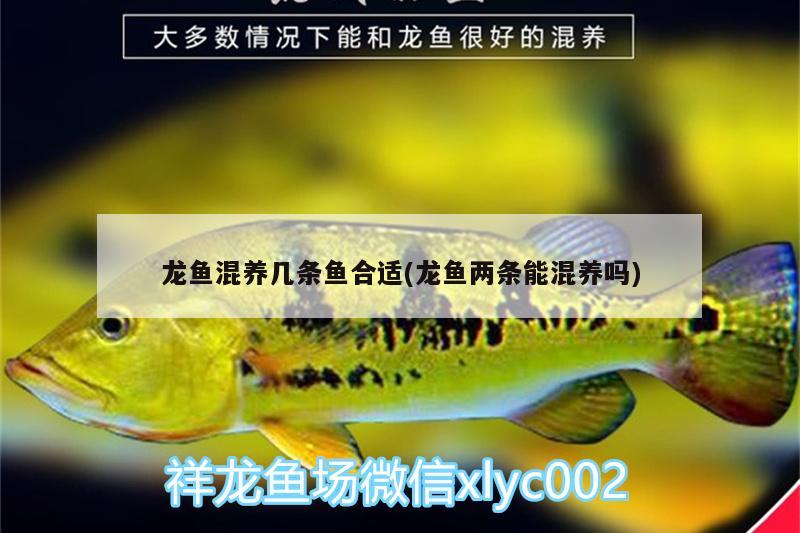 龍魚混養(yǎng)幾條魚合適(龍魚兩條能混養(yǎng)嗎) 廣州觀賞魚批發(fā)市場