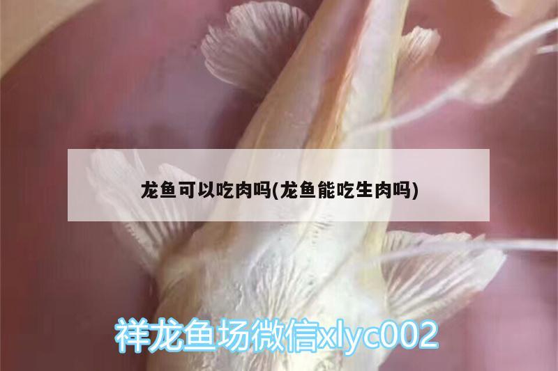 龍魚可以吃肉嗎(龍魚能吃生肉嗎) 魚缸等水族設(shè)備