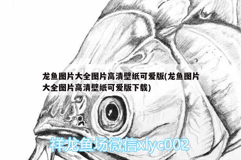 龍魚圖片大全圖片高清壁紙可愛版(龍魚圖片大全圖片高清壁紙可愛版下載)