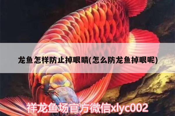 龍魚(yú)怎樣防止掉眼睛(怎么防龍魚(yú)掉眼呢)