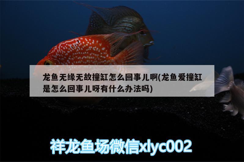 龍魚無緣無故撞缸怎么回事兒啊(龍魚愛撞缸是怎么回事兒呀有什么辦法嗎) 野彩魚