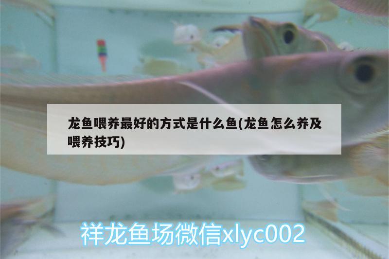 龍魚喂養(yǎng)最好的方式是什么魚(龍魚怎么養(yǎng)及喂養(yǎng)技巧)