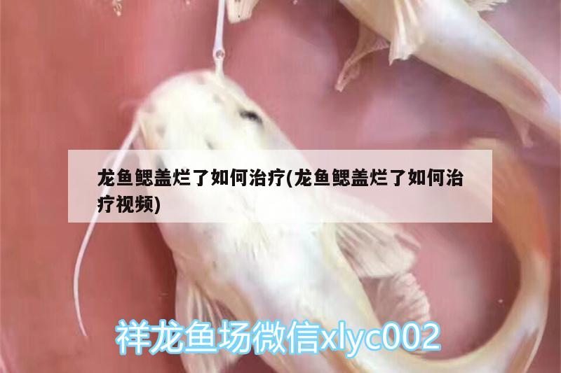 龍魚(yú)鰓蓋爛了如何治療(龍魚(yú)鰓蓋爛了如何治療視頻)