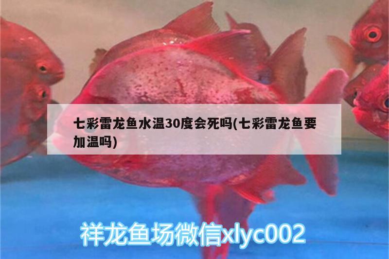 七彩雷龍魚水溫30度會死嗎(七彩雷龍魚要加溫嗎) 金三間魚