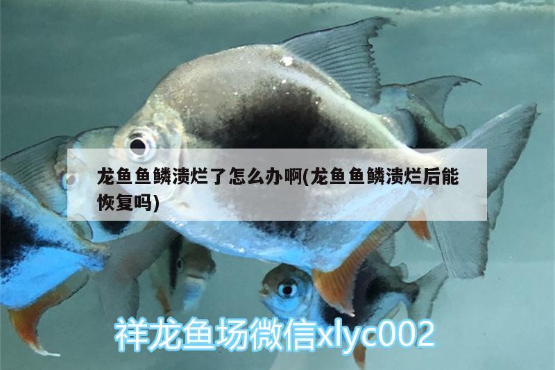 龍魚魚鱗潰爛了怎么辦啊(龍魚魚鱗潰爛后能恢復嗎) 觀賞魚市場