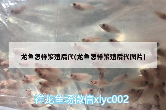 龍魚怎樣繁殖后代(龍魚怎樣繁殖后代圖片)