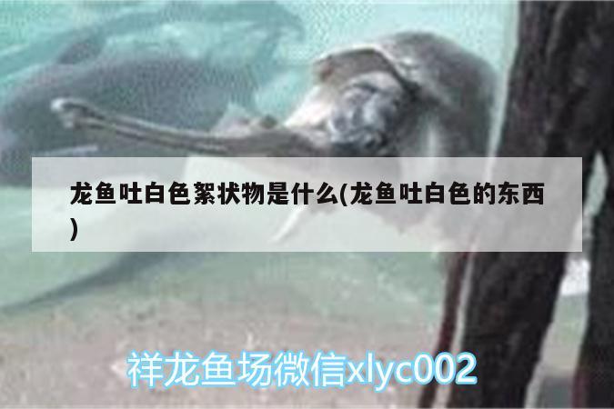 龍魚吐白色絮狀物是什么(龍魚吐白色的東西) 印尼虎苗