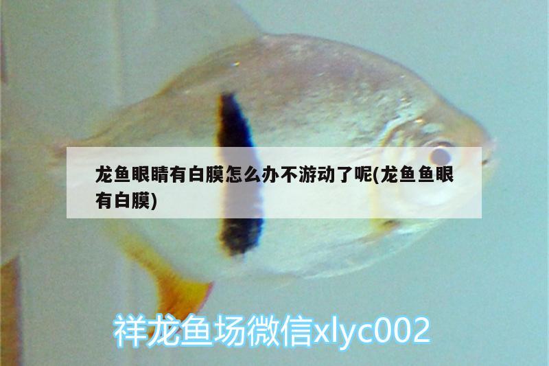 龍魚眼睛有白膜怎么辦不游動(dòng)了呢(龍魚魚眼有白膜)