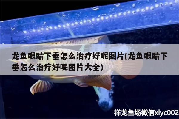 龍魚眼睛下垂怎么治療好呢圖片(龍魚眼睛下垂怎么治療好呢圖片大全) 金龍福龍魚