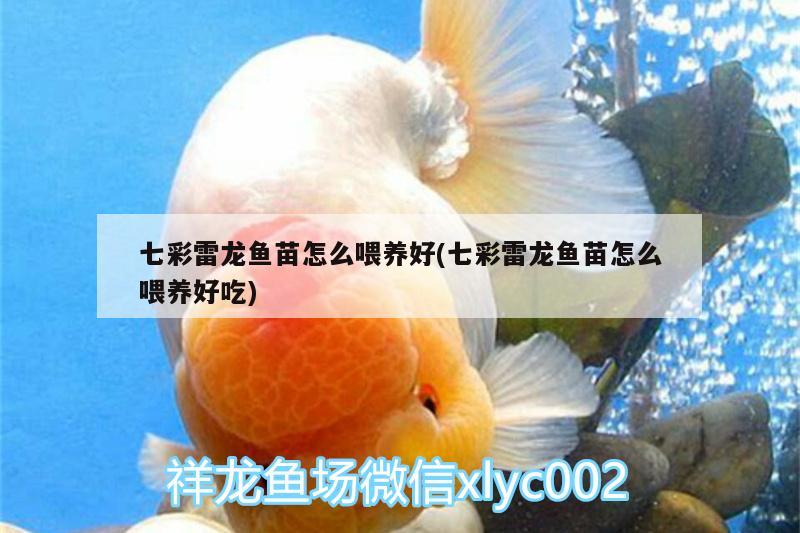 七彩雷龍魚苗怎么喂養(yǎng)好(七彩雷龍魚苗怎么喂養(yǎng)好吃) 黃吉金龍（白子金龍魚）