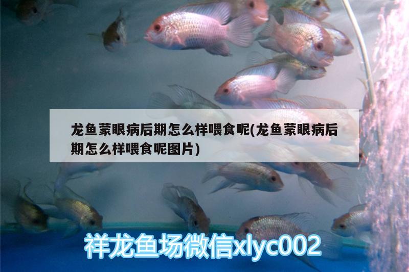 龍魚蒙眼病后期怎么樣喂食呢(龍魚蒙眼病后期怎么樣喂食呢圖片)