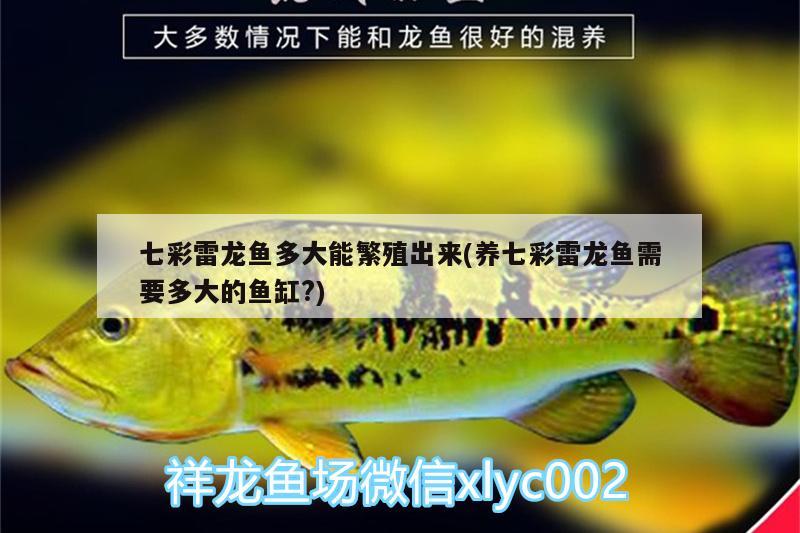 七彩雷龍魚多大能繁殖出來(養(yǎng)七彩雷龍魚需要多大的魚缸?)