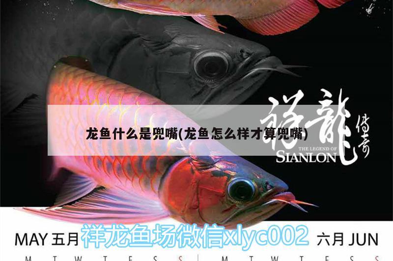 龍魚什么是兜嘴(龍魚怎么樣才算兜嘴) 過(guò)濾設(shè)備