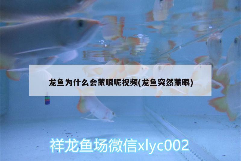 龍魚為什么會蒙眼呢視頻(龍魚突然蒙眼) 定時器/自控系統(tǒng)