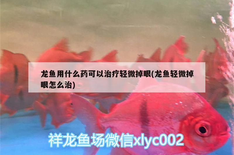 龍魚用什么藥可以治療輕微掉眼(龍魚輕微掉眼怎么治) 殺菌消毒設(shè)備