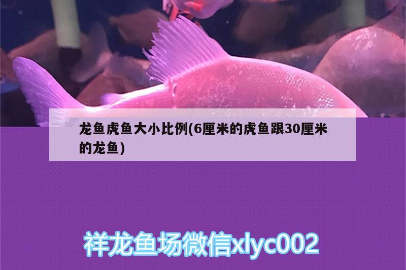 龍魚虎魚大小比例(6厘米的虎魚跟30厘米的龍魚)