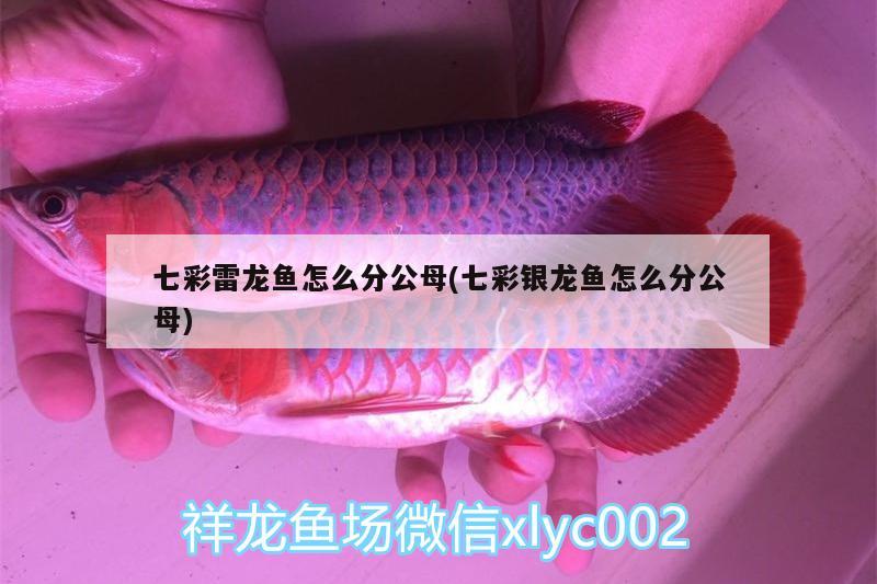 七彩雷龍魚怎么分公母(七彩銀龍魚怎么分公母)