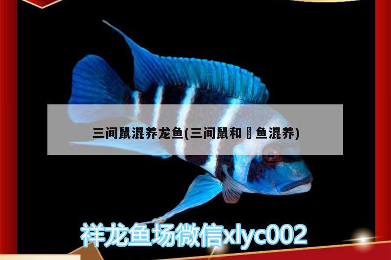 三間鼠混養(yǎng)龍魚(三間鼠和魟魚混養(yǎng)) 殺菌消毒設(shè)備