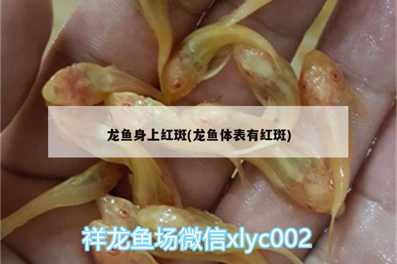 龍魚(yú)身上紅斑(龍魚(yú)體表有紅斑)