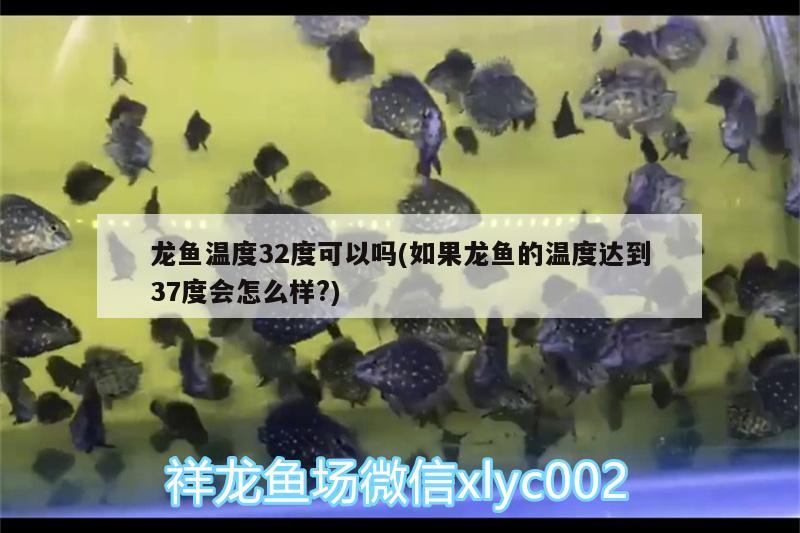 龍魚溫度32度可以嗎(如果龍魚的溫度達(dá)到37度會怎么樣?)